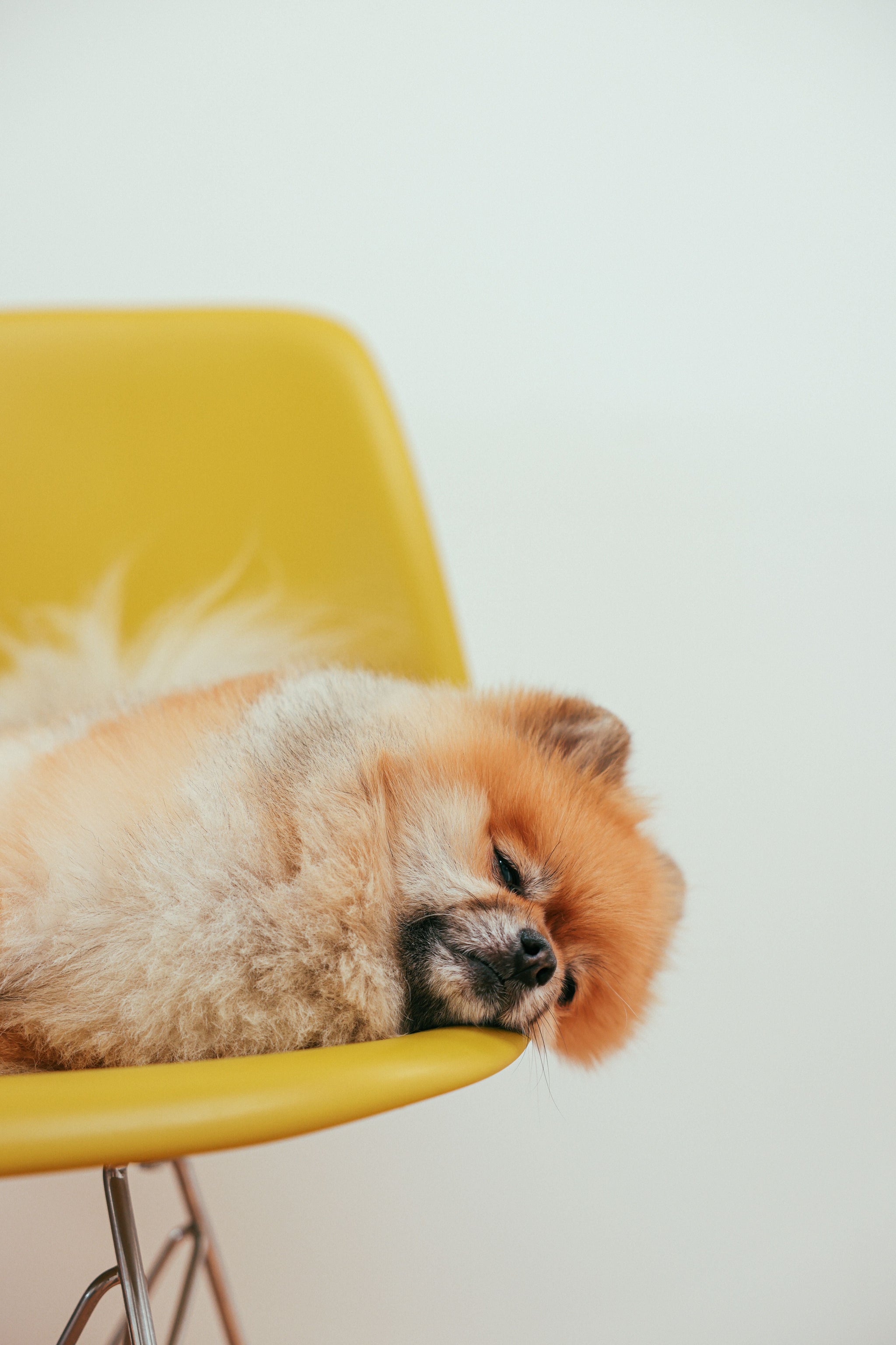 Best Calming Treats for Separation Anxiety