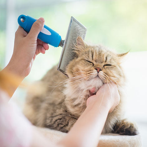 Cat Grooming