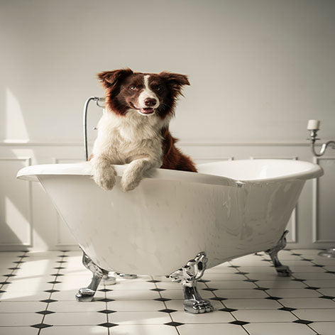 Dog Grooming