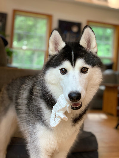 Nylabone Power Chew Dental Dinosaur Dog Toy Chicken, White, 1ea/Large/Giant Up To 50 Lbs. 1 ct