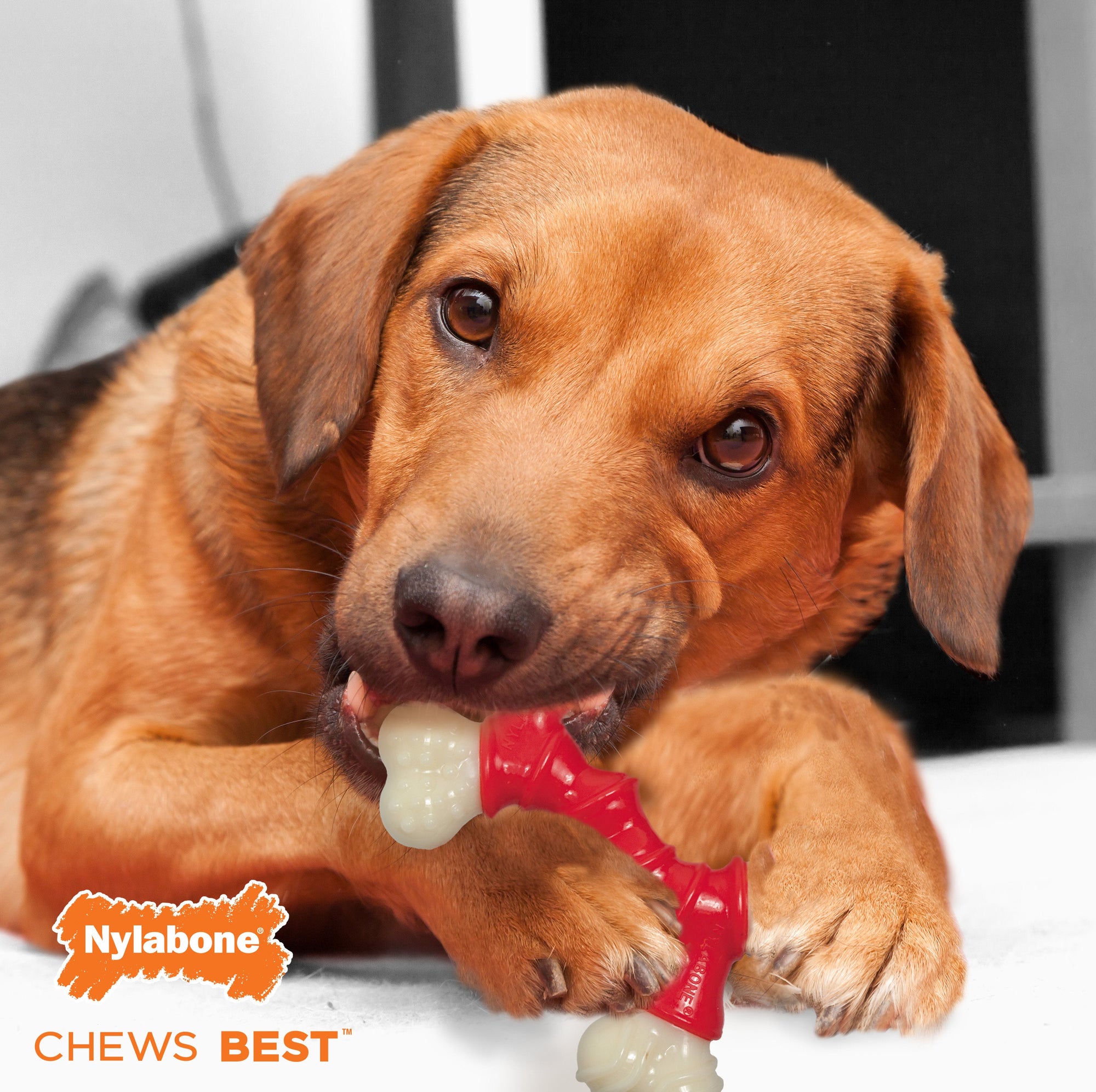 Nylabone Power Chew Double Bone Bacon Dog Chew Toy Bacon, 1ea/Medium/Wolf Up To 35 Lbs. 1 ct