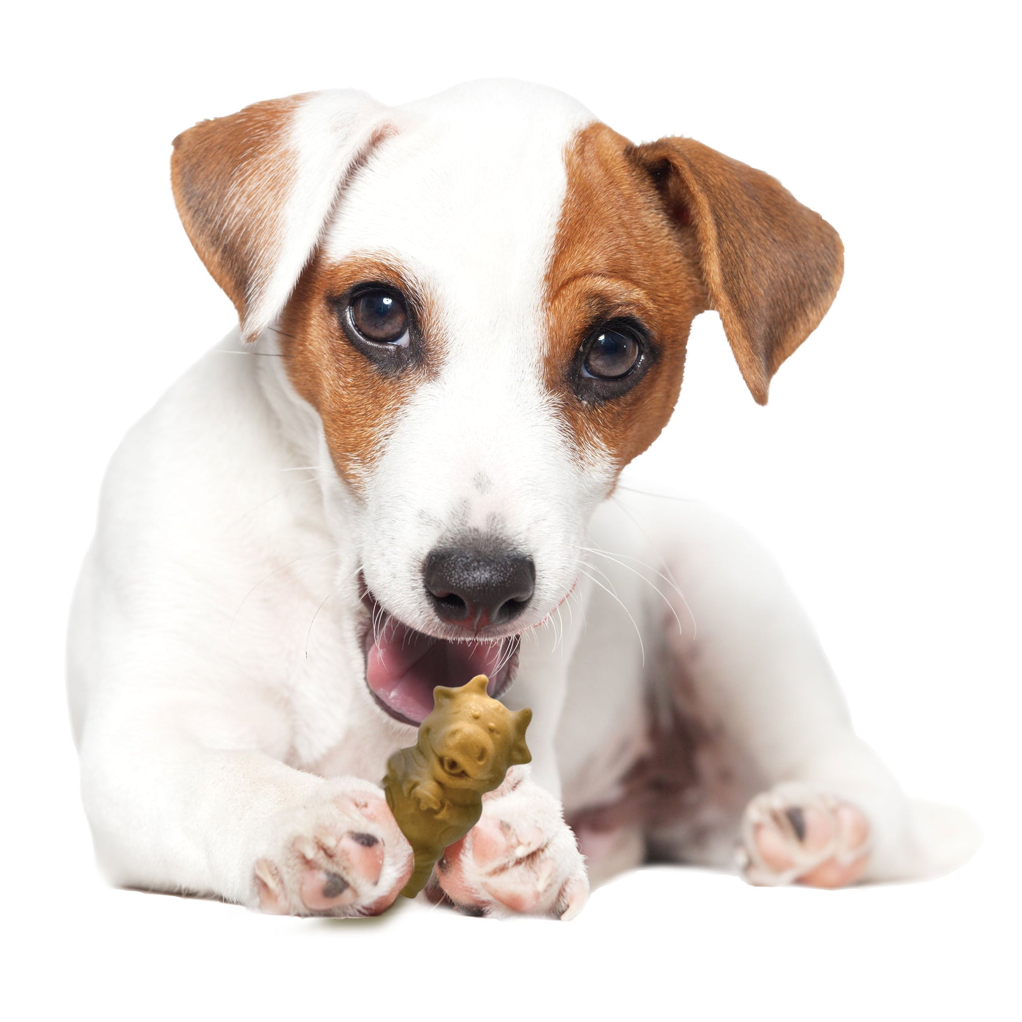 Nylabone Healthy Edibles AllNatural Long Lasting Puppy Chew Treats Lamb Apple, 1ea/SMall/Regular Up To 25 Ibs. 12 ct