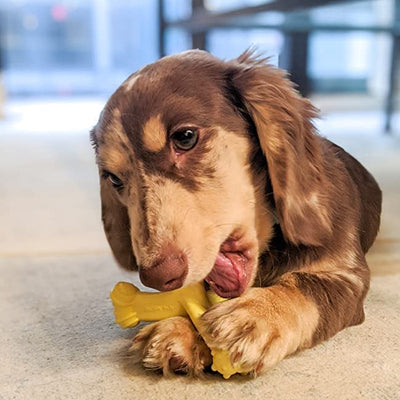 Nylabone Puppy Power Chew Axis Bone Nylon Chew Toy Vanilla, 1ea/SMall/Regular Up To 25 Ibs. 1 ct