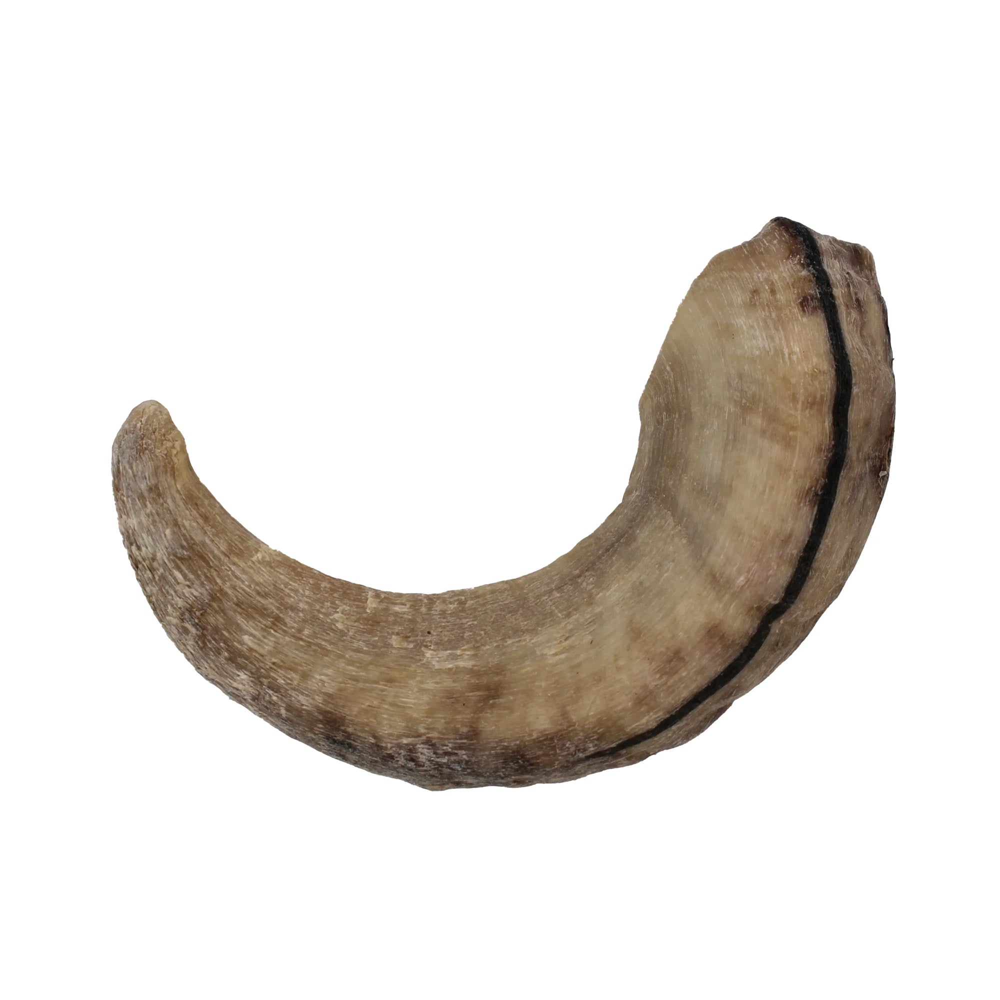 Icelandic Lamb Horn - Bulk 24-Count (Display Refill) (Sized Approx. 6.5-7In)