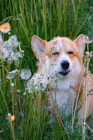 Seasonal Allergies in Dogs