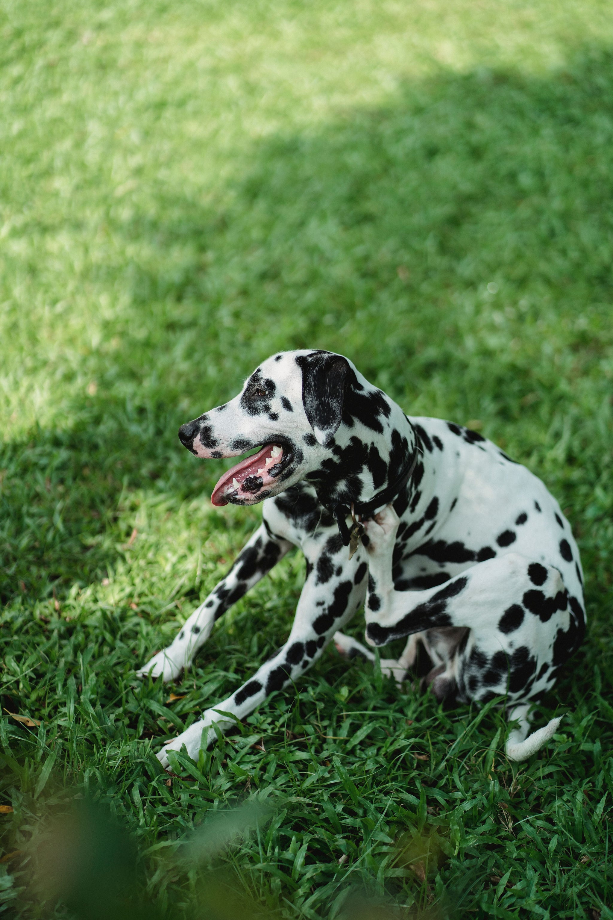Why Is My Dog Constantly Scratching