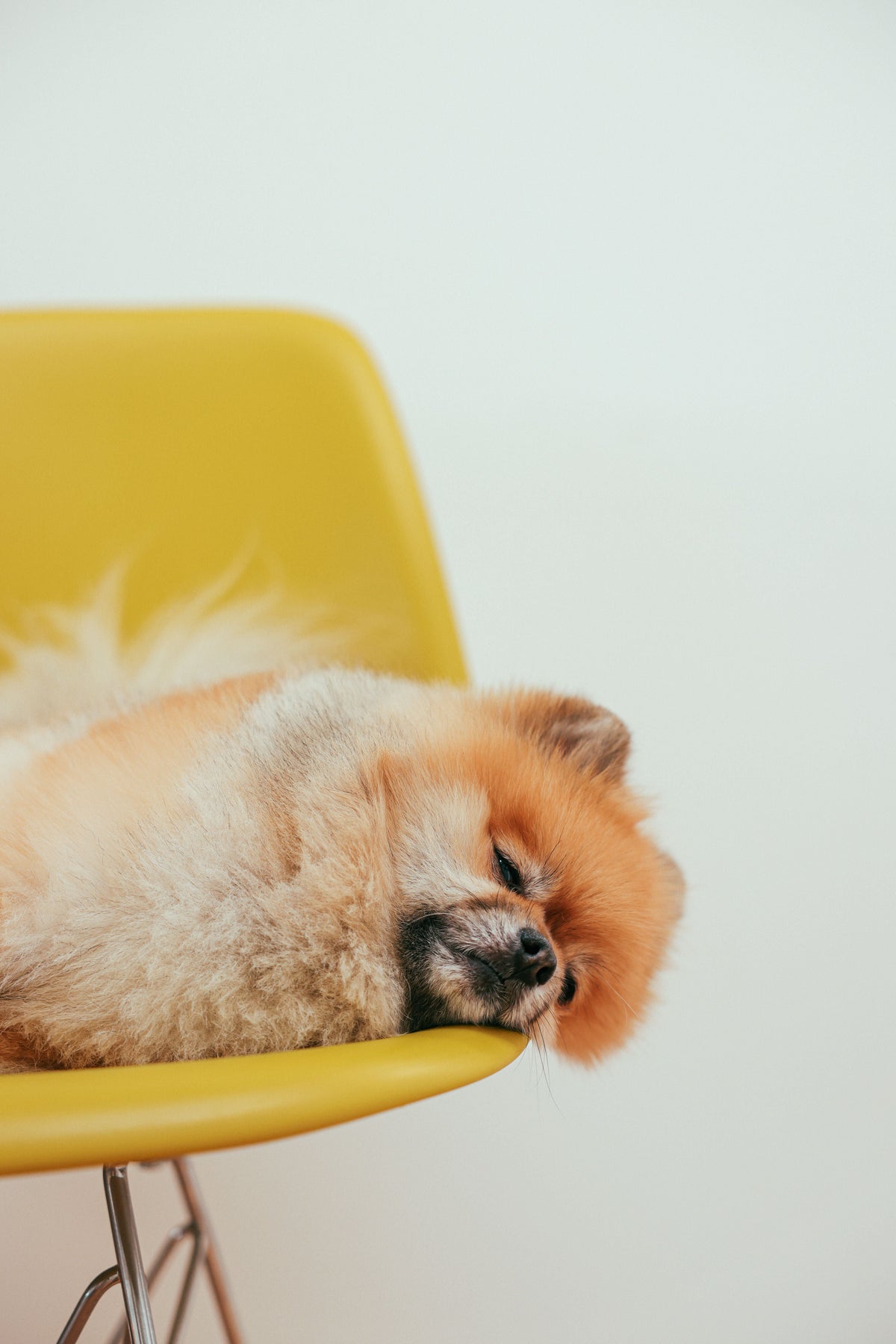 Best Calming Treats for Separation Anxiety