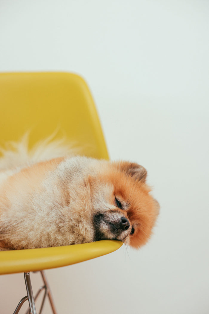 Best Calming Treats for Separation Anxiety