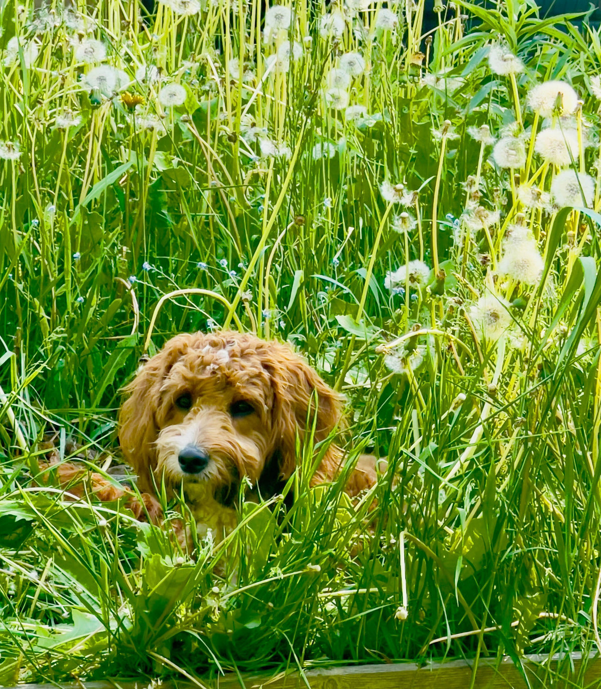 Seasonal Allergies in Dogs