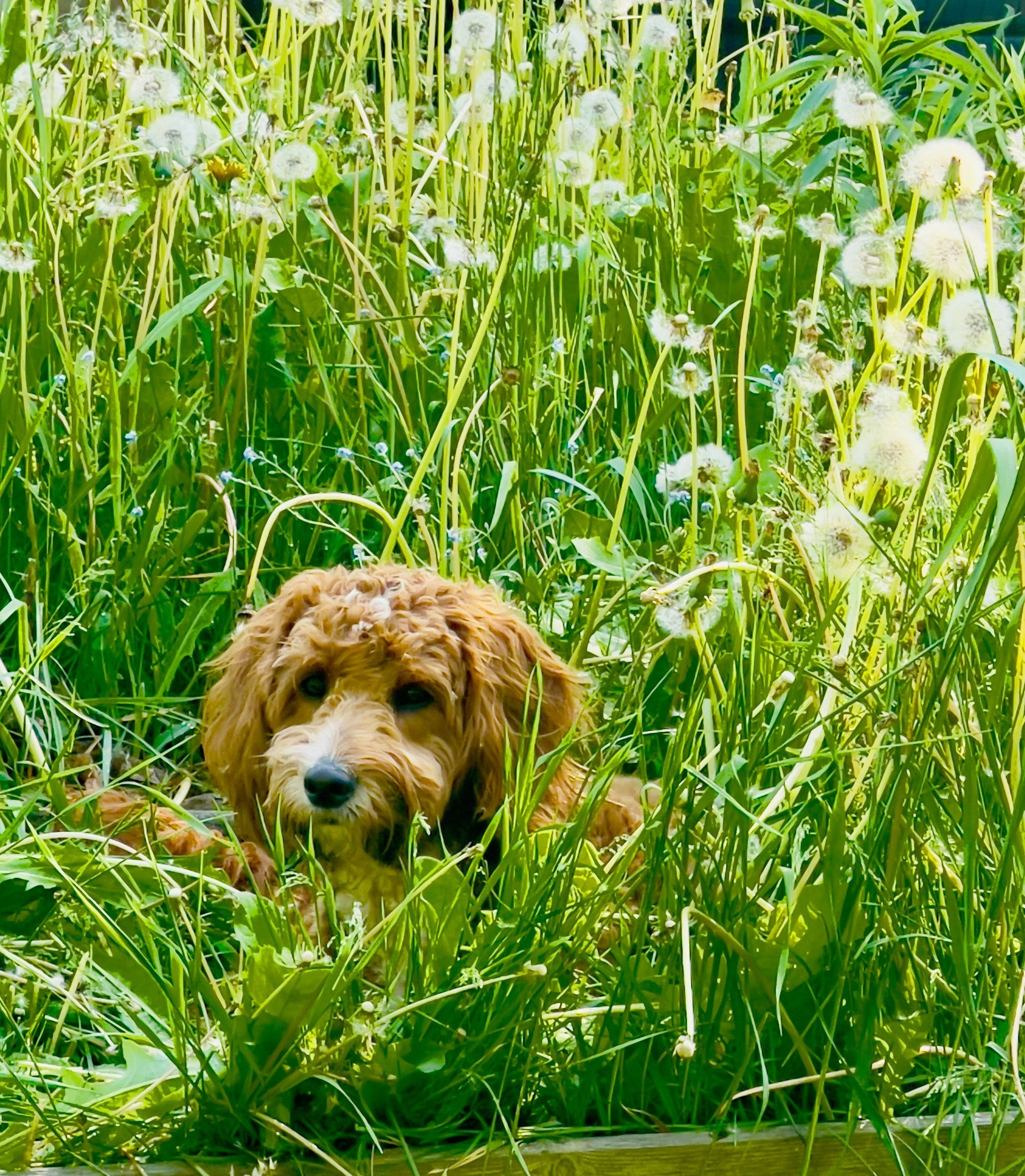 Seasonal Allergies in Dogs