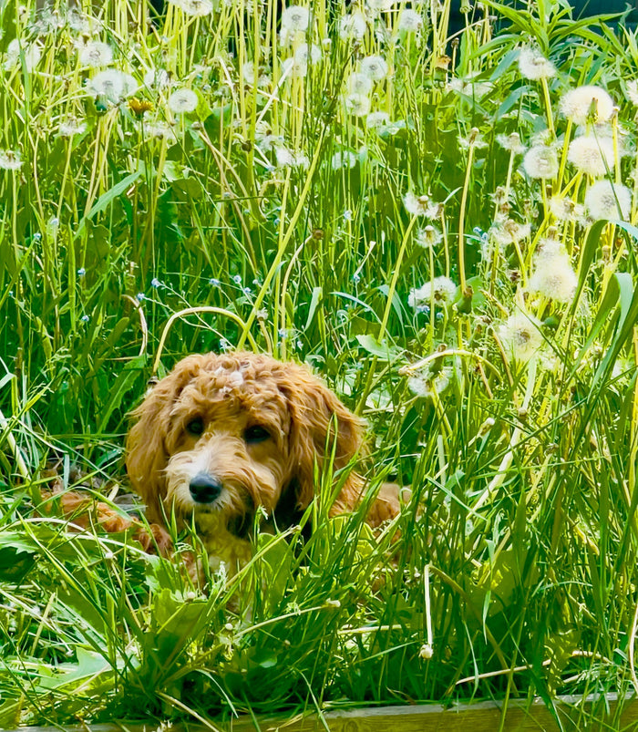 Seasonal Allergies in Dogs
