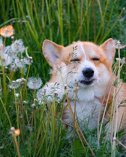 Seasonal Allergies in Dogs