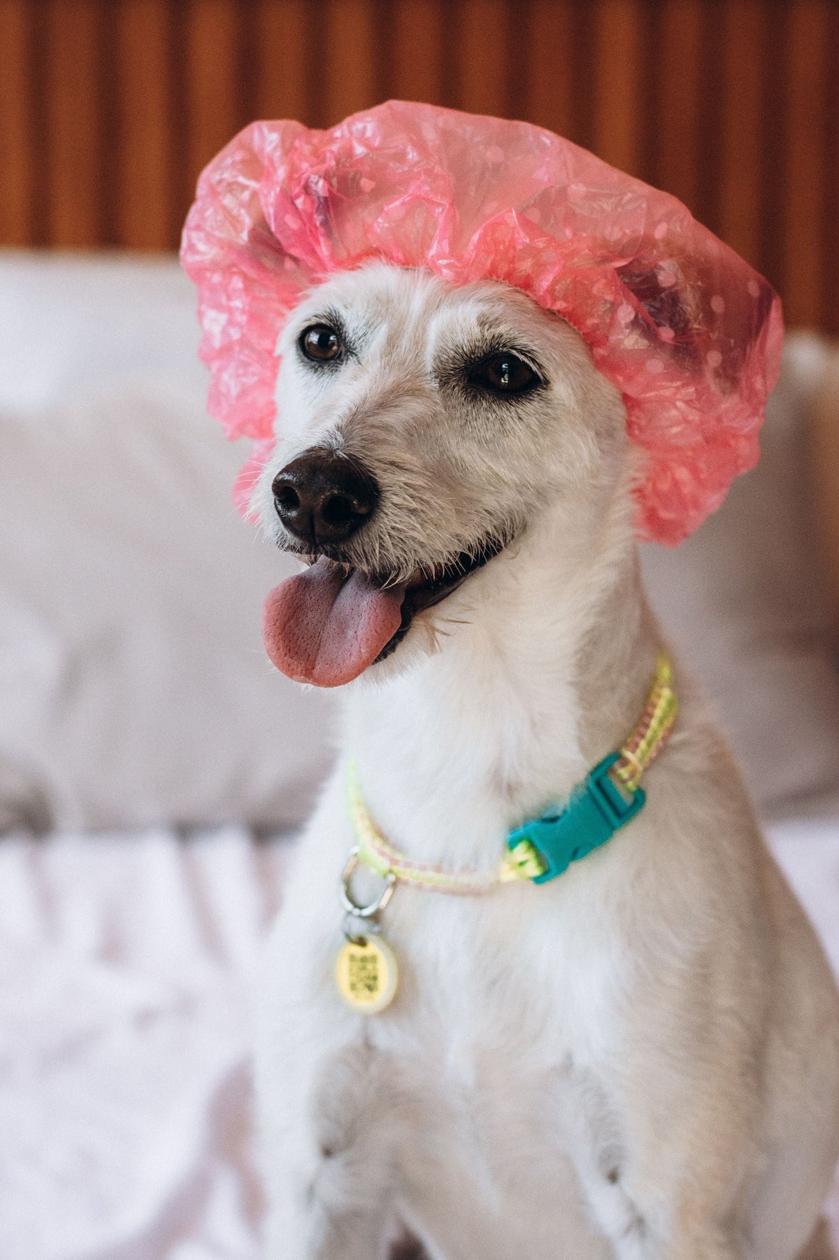 Hypoallergenic Dog Shampoo Guide