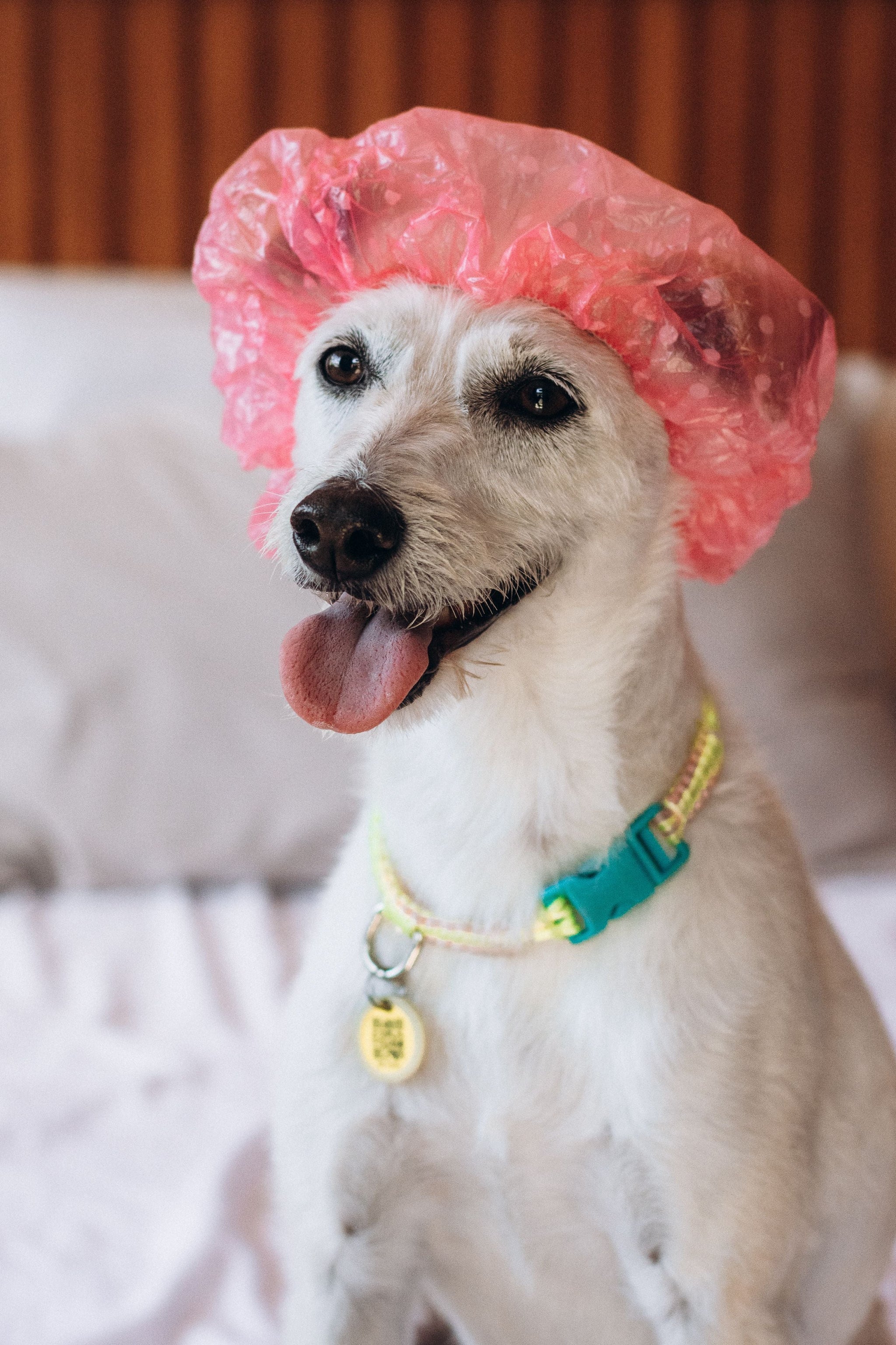 Hypoallergenic Dog Shampoo Guide