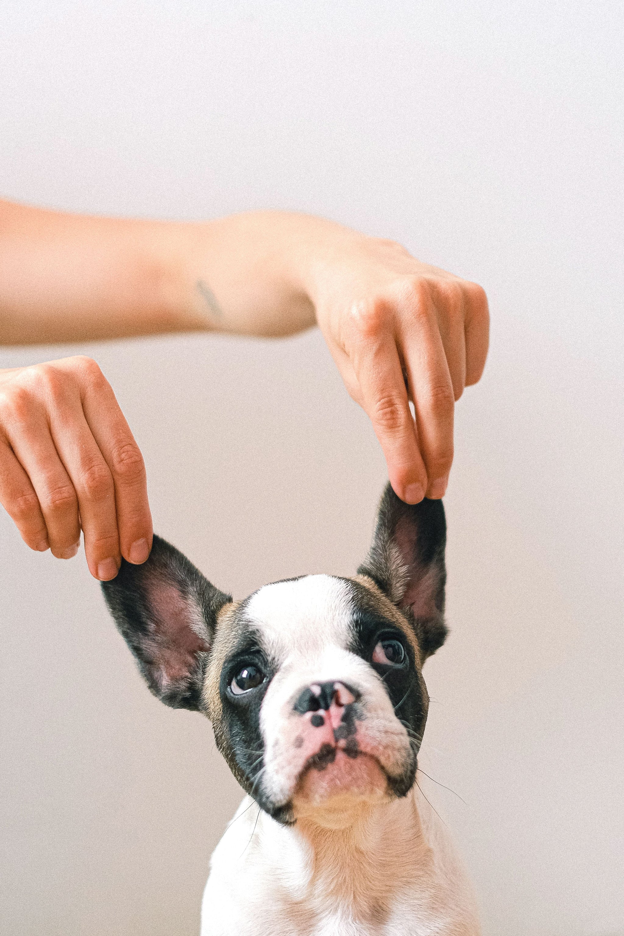 Dog Ear Infections & Allergies