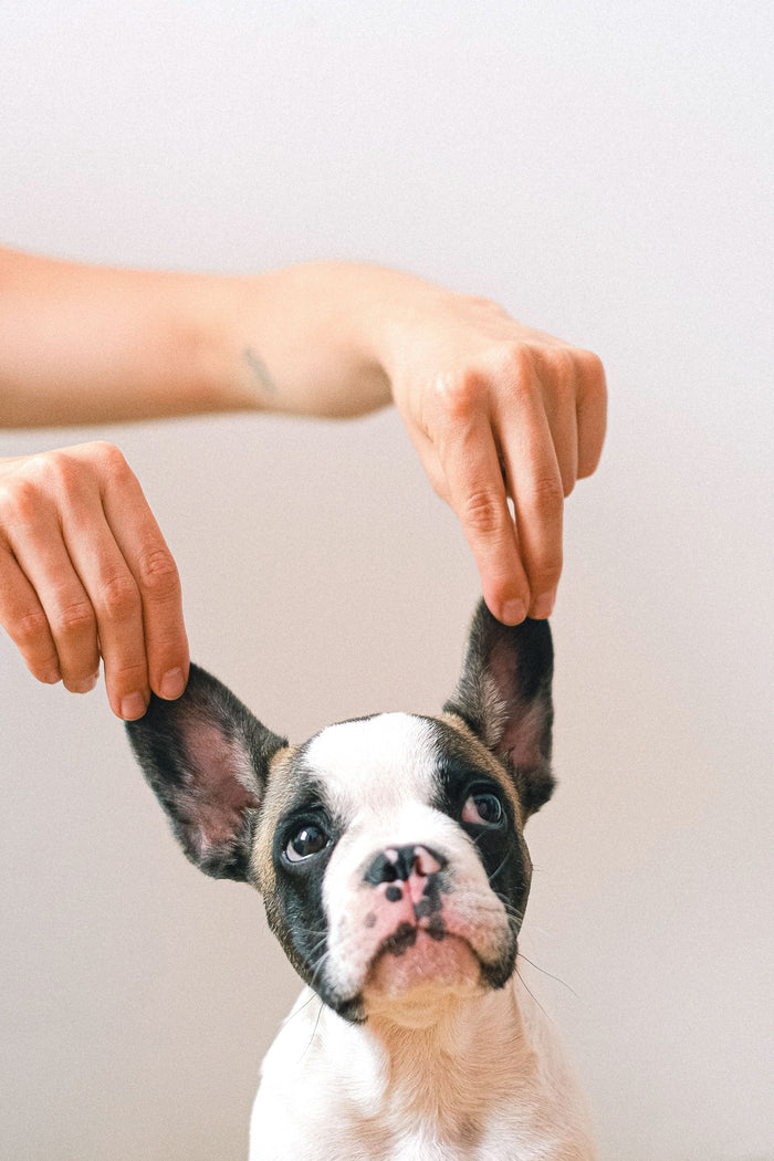 Dog Ear Infections & Allergies