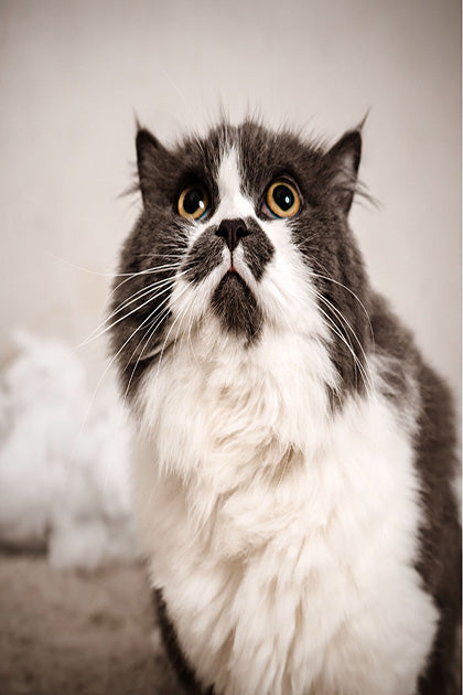 Cat Losing Fur From Stress