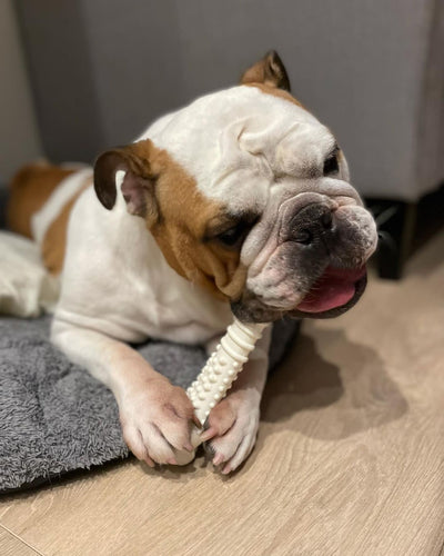 Nylabone Power Chew Dog Toy Chicken, 1ea/XL/Souper  50 Lbs. 1 ct