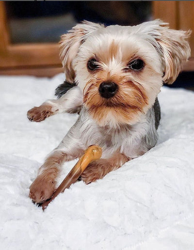 Nylabone Power Chew Flavor Frenzy Durable Dog Chew Toys Twin Pack Bacon Cheeseburger & Apple Pie 1ea/SMall/Regular - Up To 25 Ibs.