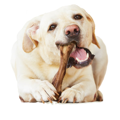 Nylabone Healthy Edibles WILD Natural Long Lasting Venison Dog Chew Treats Venison, Large/Giant  Up To 50 Lbs. 1 ct