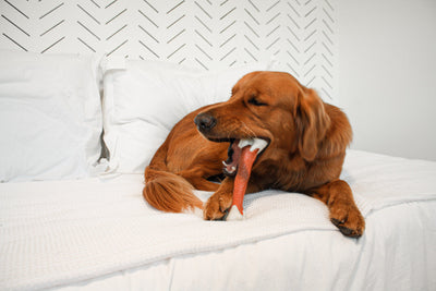 Nylabone Power Chew Femur Dog Bone Alternative Beef 1ea/Large/Giant - Up To 50 lb