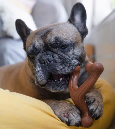 Nylabone Ergonomic Hold & Chew Wishbone Power Chew Durable Dog Toy Bison 1ea/Large/Giant - Up To 50 lb