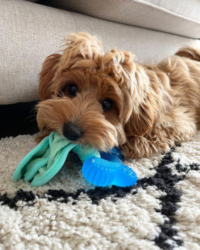 Nylabone Puppy Chew Freezer Dog Toy Peanut Butter, 1ea/SMall/Regular  Up To 25 Ibs. 1 ct