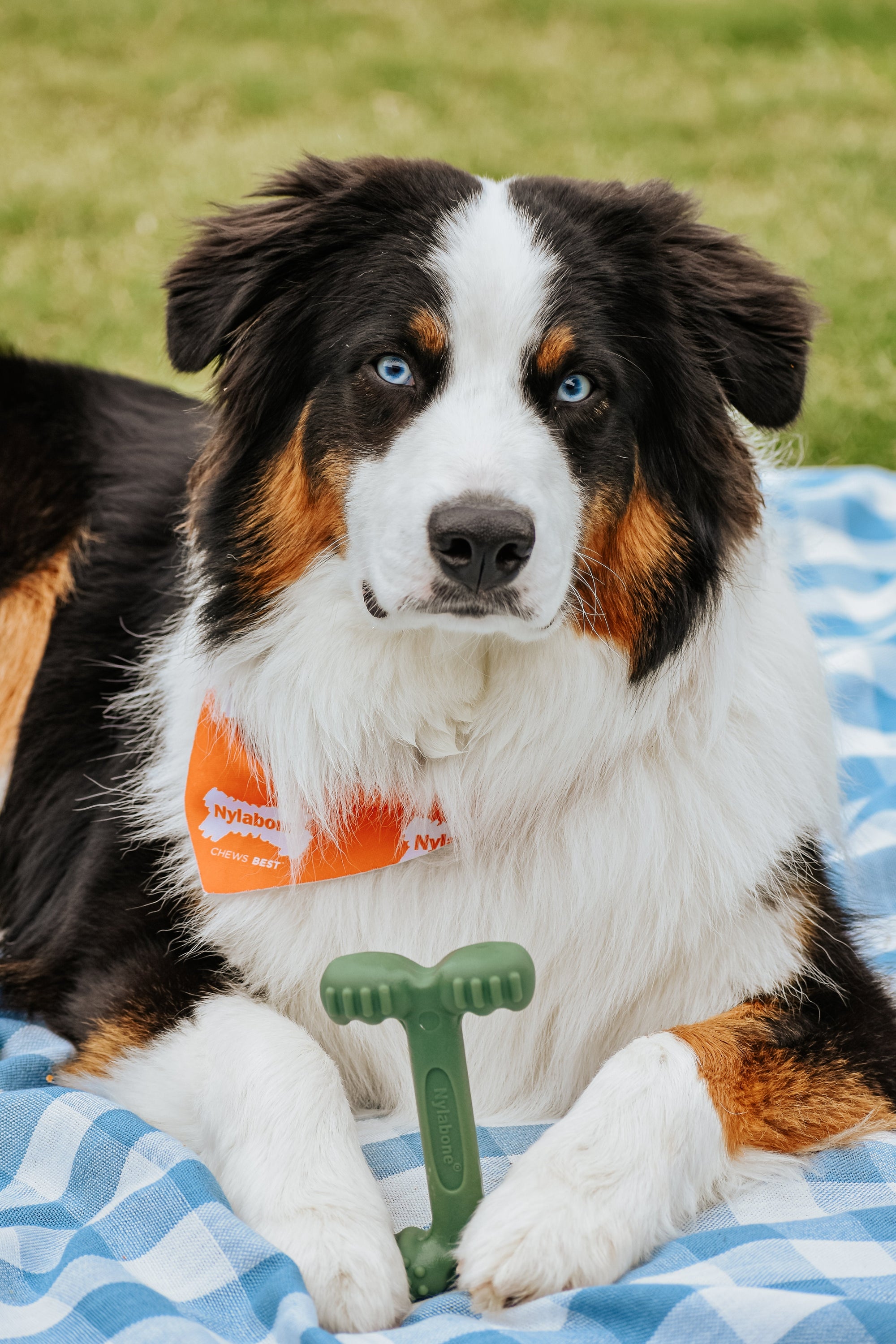 Nylabone Power Chew EasyHold Dog Dental Chew Toy 1ea/Large/Giant  Up To 50 Lbs. 1 ct