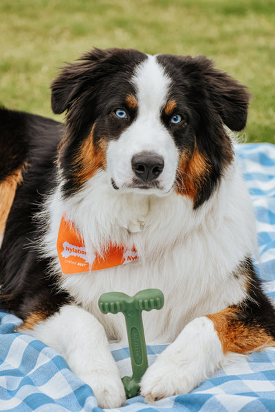 Nylabone Power Chew EasyHold Dog Dental Chew Toy 1ea/Large/Giant  Up To 50 Lbs. 1 ct