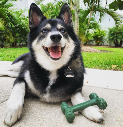 Nylabone Power Chew EasyHold Dog Dental Chew Toy 1ea/Large/Giant  Up To 50 Lbs. 1 ct