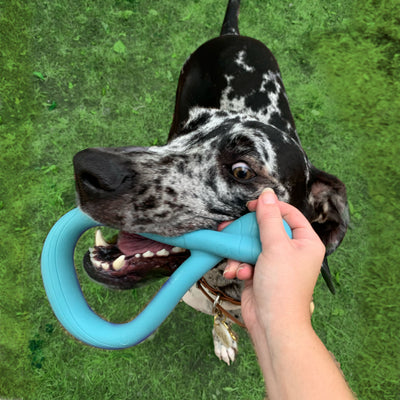 Nylabone Creative Play Tuug Dog Tug Toy Blue 1ea/Large/Giant - Up To 50 lb