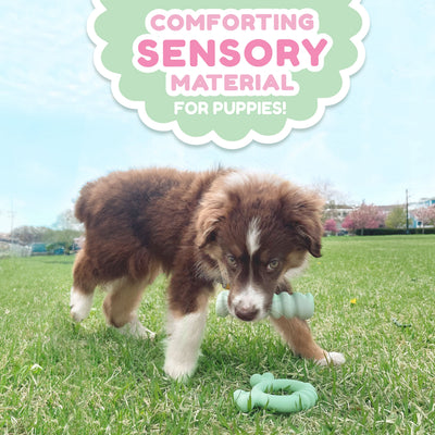 Nylabone Sensory Material Puppy Teething Stick Peanut Butter, 1ea/ Small/Regular - Up To 25 Ibs.