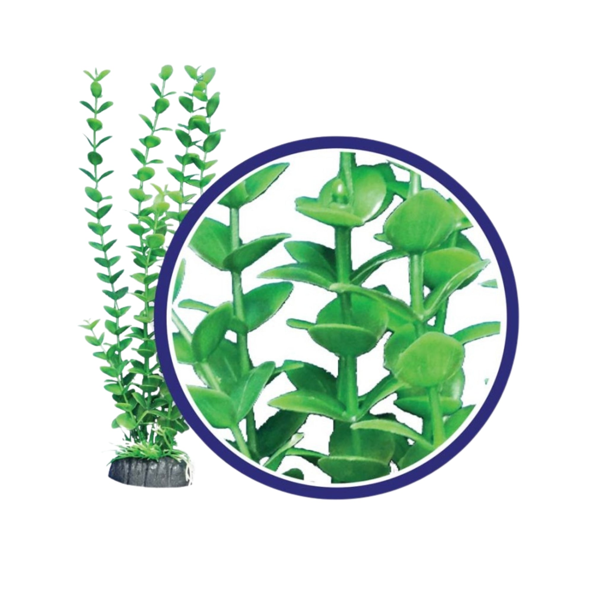 Weco Products Freshwater Series Bacopa Aquarium Plant Green, 1ea/6 in