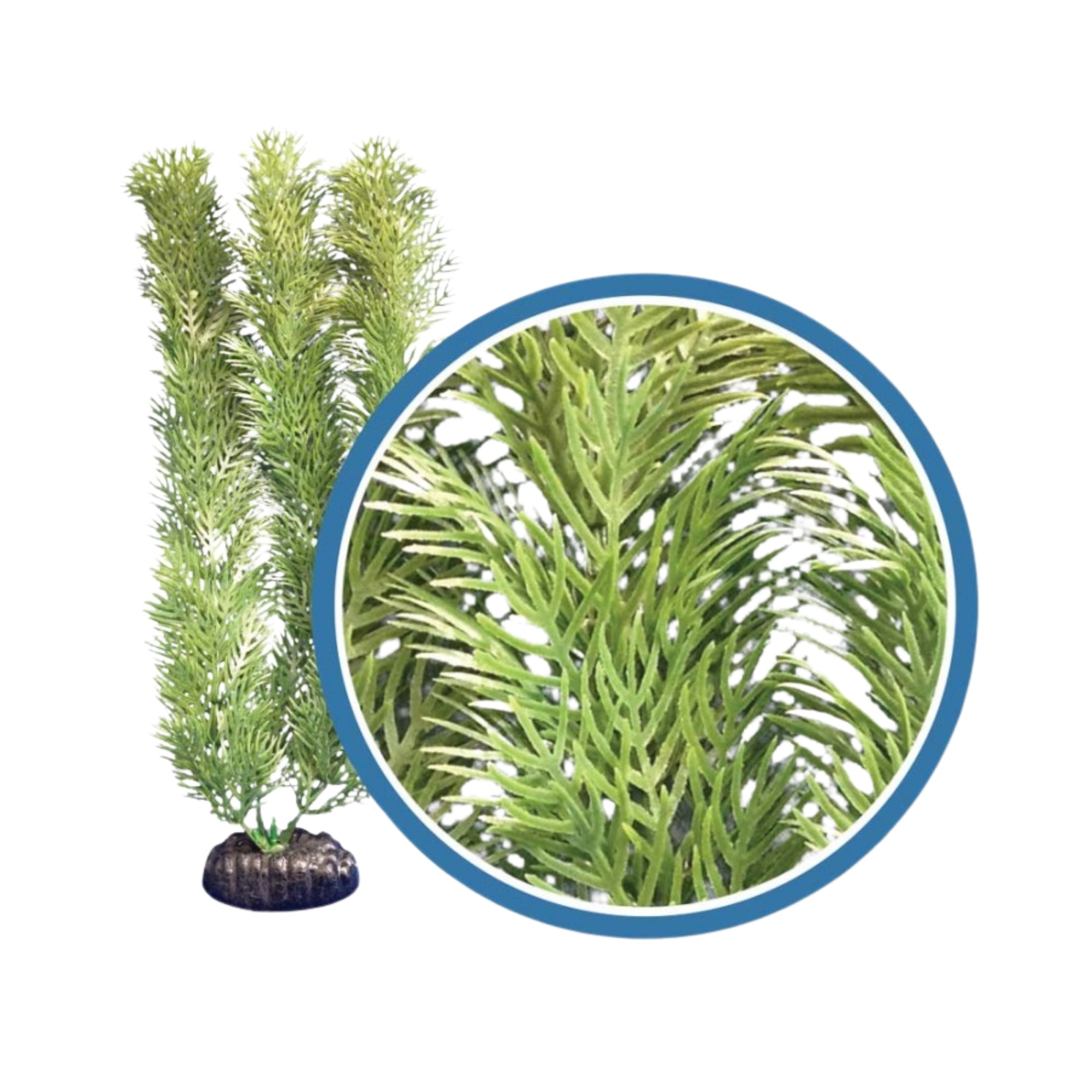 Weco Products Freshwater Pro Series Cabomba Aquarium Plant Green, 1ea/6 in