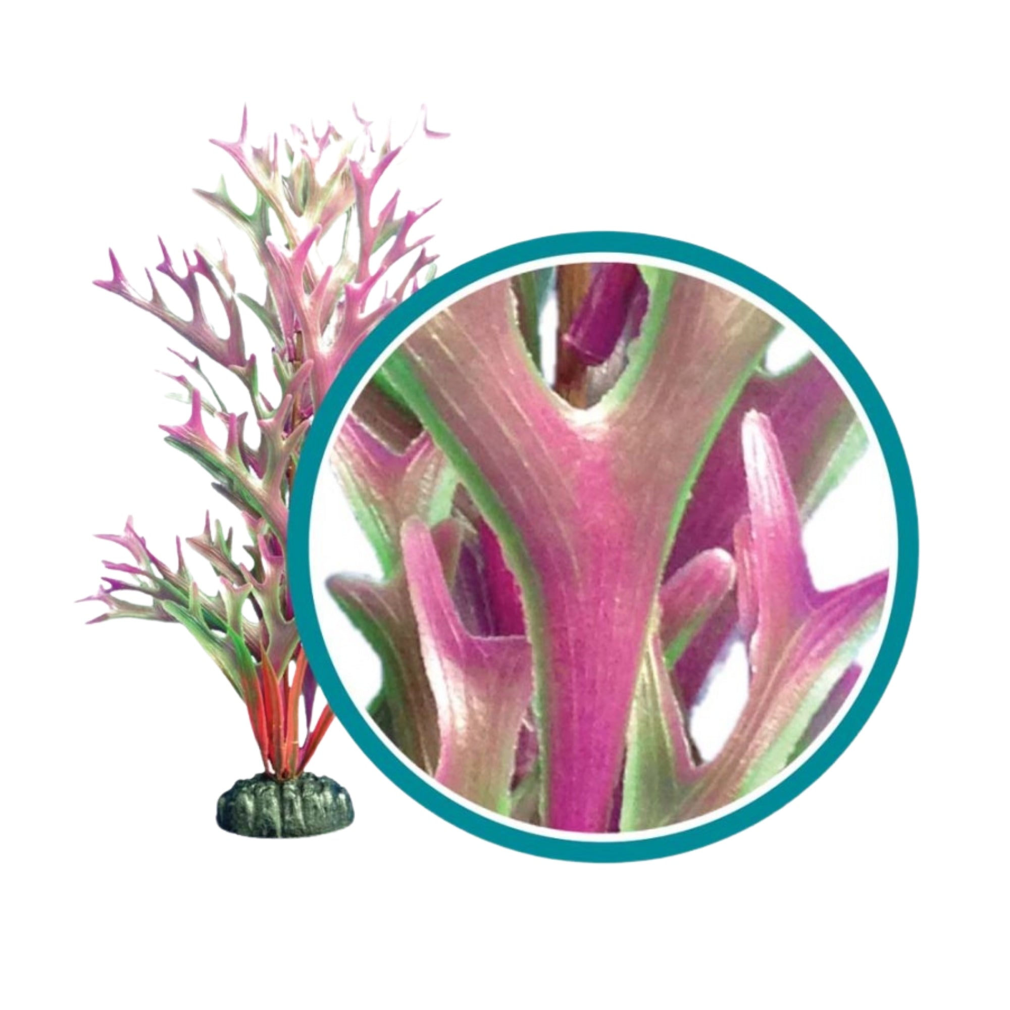Weco Products Marine Pro Series Giant Kelp Aquarium Plant Red, 1ea/12 in, Giant