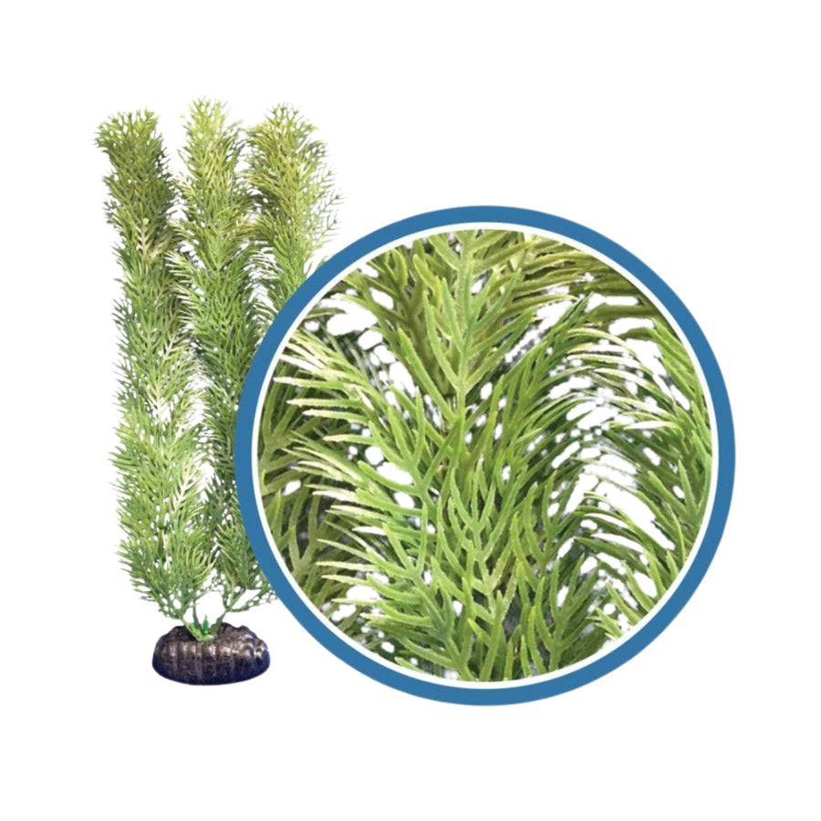 Weco Products Freshwater Pro Series Cabomba Aquarium Plant Green, 1ea/18 in