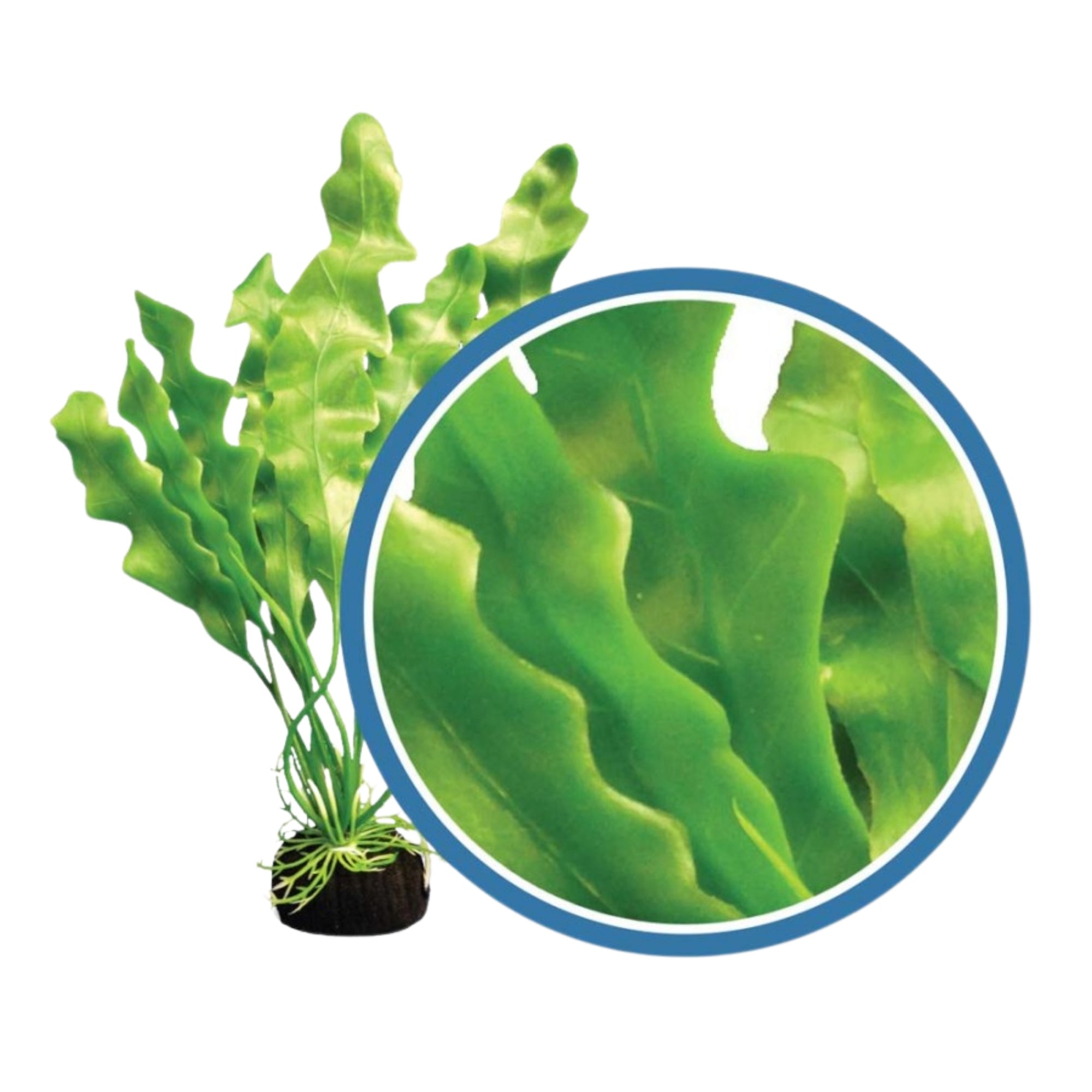 Weco Products Freshwater Pro Series Amazon Ruffled Sword Aquarium Plant Green, 1ea/18 in