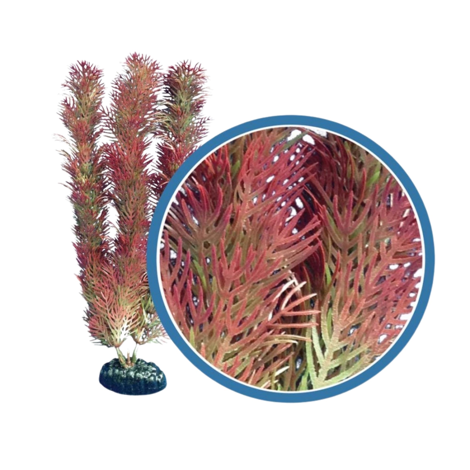 Weco Products Freshwater Pro Series Cabomba Aquarium Plant Red, 1ea/24 in