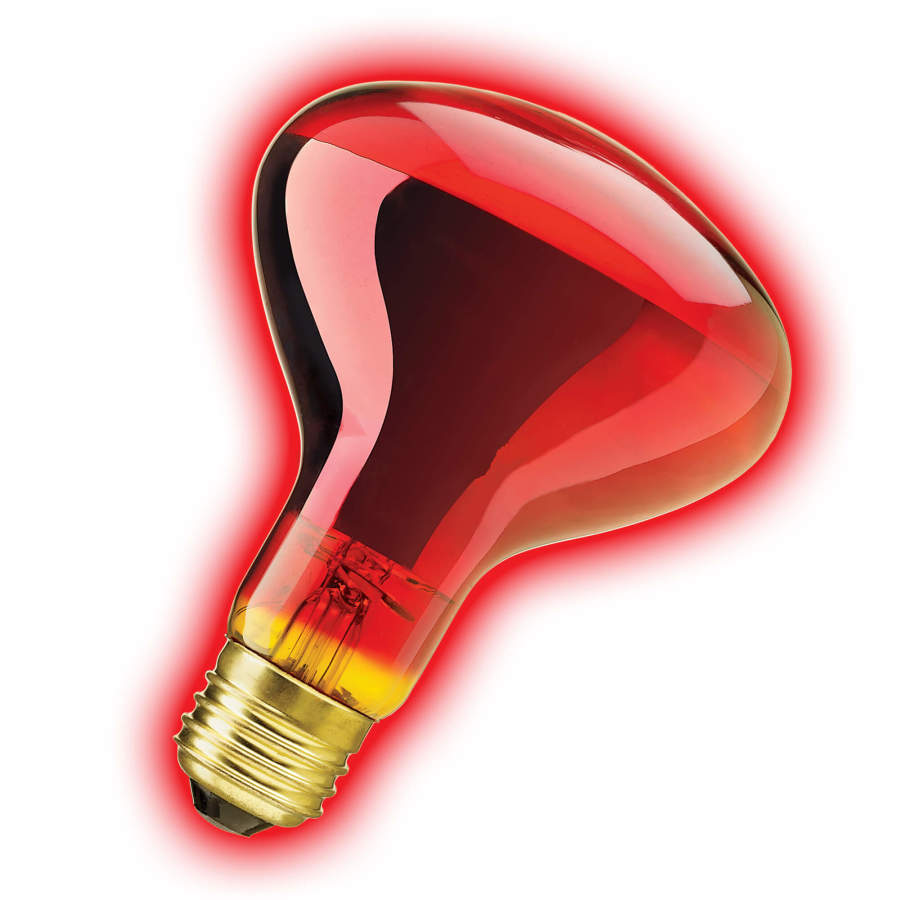 Zilla Incandescent Spot Bulb Night Red, 1ea/100 W