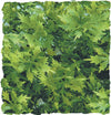 Zoo Med Natural Bush Australian Maple Plants Green 1ea/14 in, SM