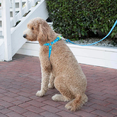 Canada Pooch Dog Waterproof Leash Blue L/Xl