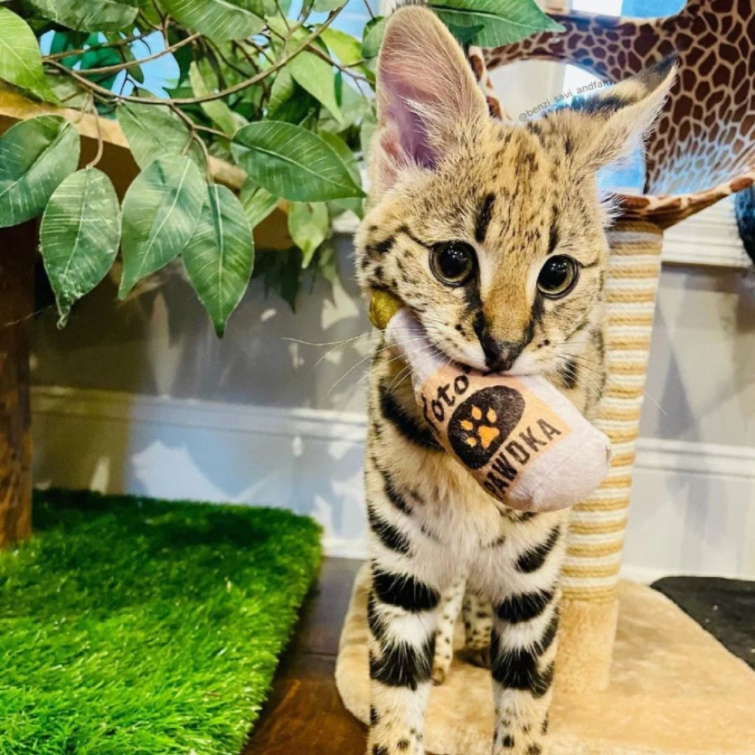 H&K C Toto's Pawdka Organic Catnip Plush Crinkle