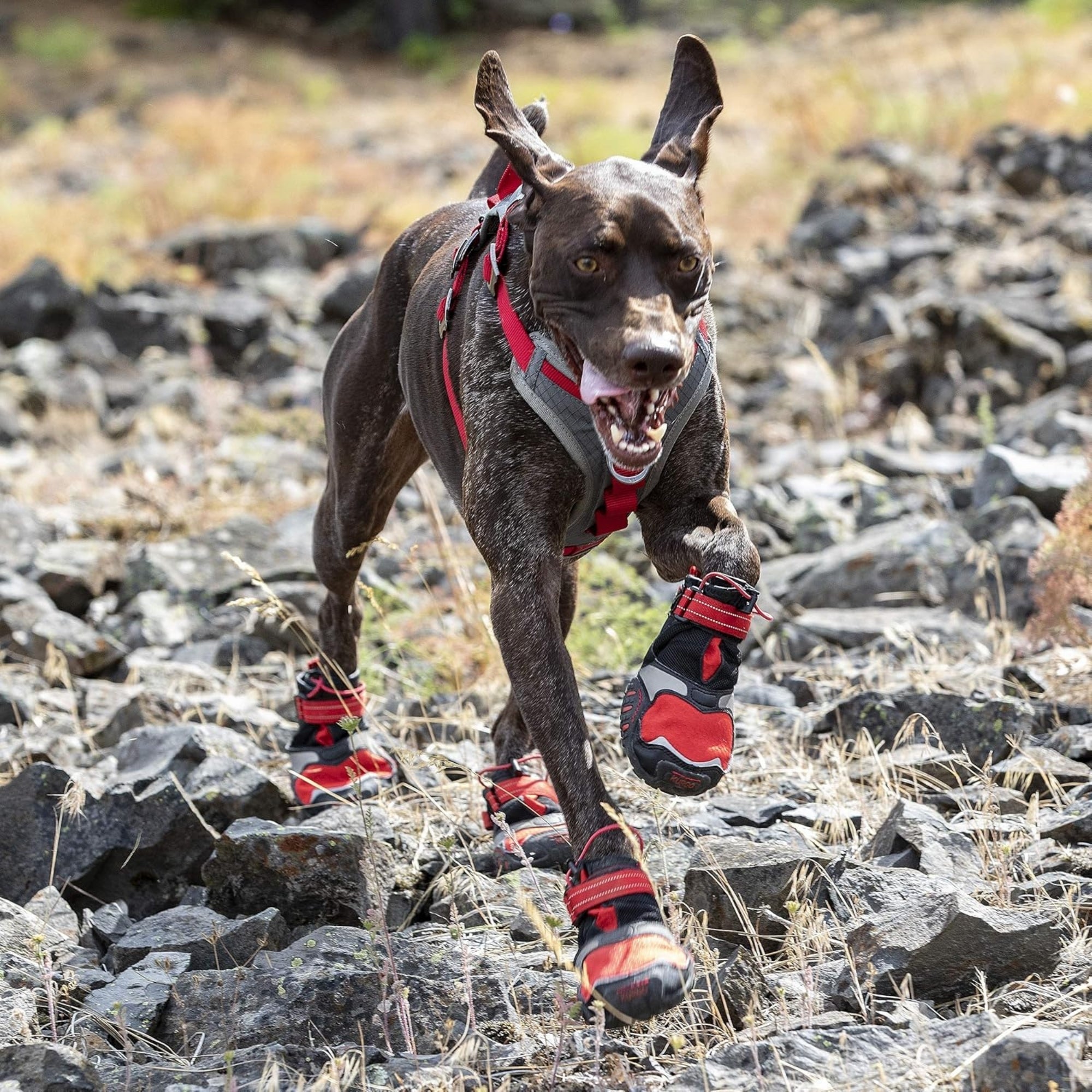 Kurgo Dog Blaze Boots Black & Red XSmall 2 Pack