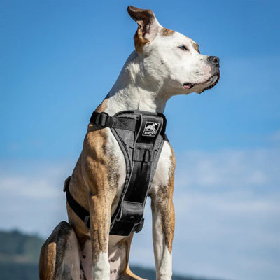 Kurgo Dog Tru Fit Smart Harness Black Small