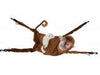 Marshall Pet Products Ferrets Hangin' Monkey Hammock Brown 1ea