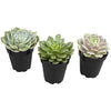 Komodo Desert Succulent Plant Yellow & Green 1ea/3 pk