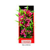 Aquatop Vibrant Passion Plant Rose 1ea/10 in