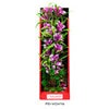 Aquatop Vibrant Garden Plant Violet 1ea/16 in