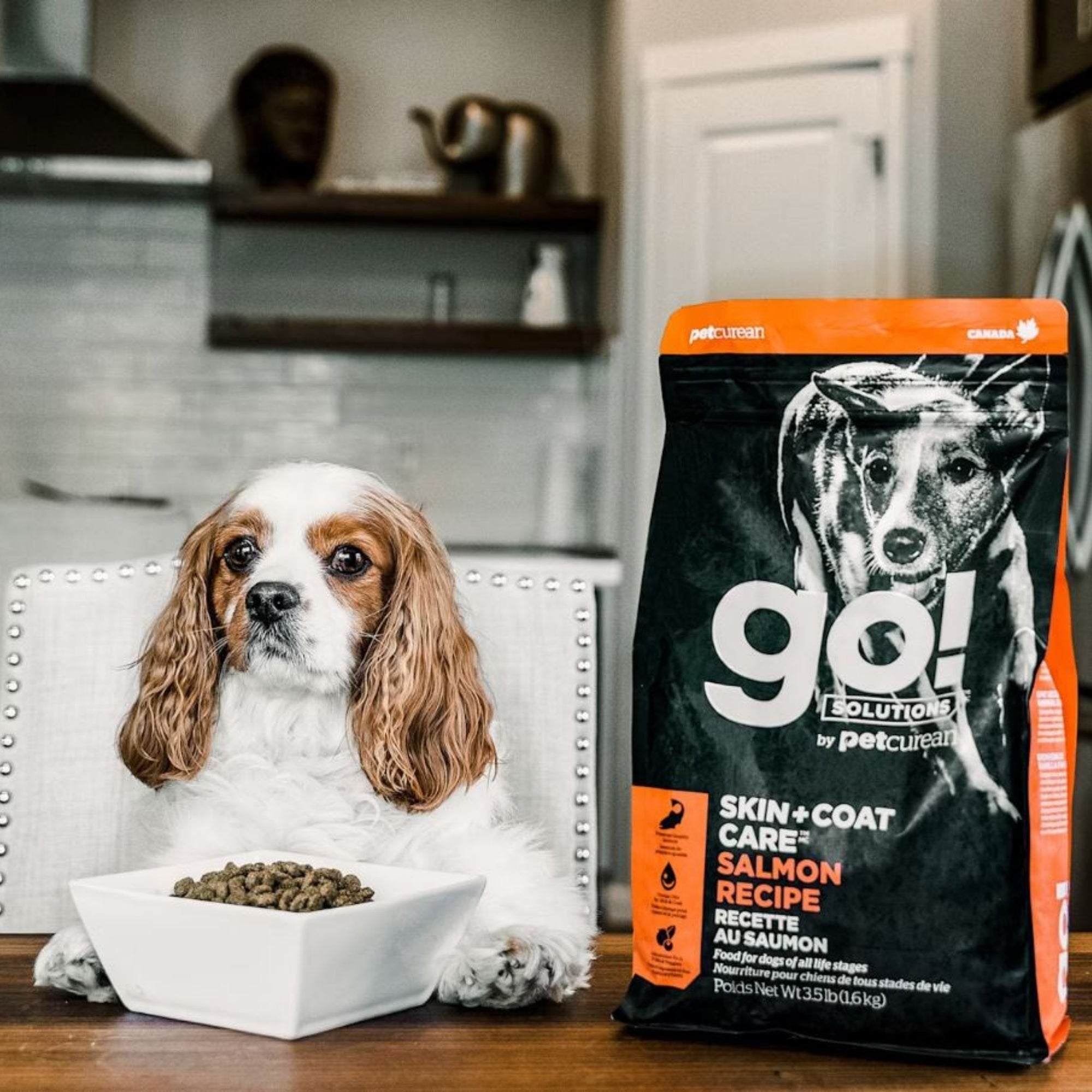Go! Dog Skin & Coat Care Salmon With Grain 3.5Lb