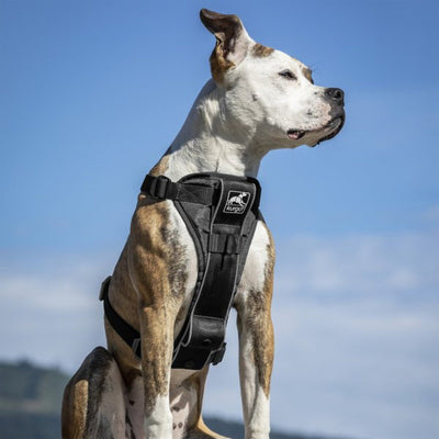 Kurgo Dog Tru Fit Harness Quick Release Black Large